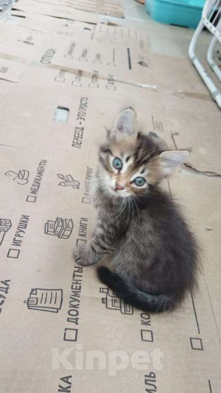Кошки в Краснодаре: Котята и мама с папой Мальчик, 700 руб. - фото 2
