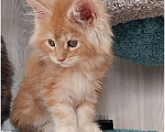 Кошки в Волгограде: Котята мейн-кун Девочка, 35 000 руб. - фото 3