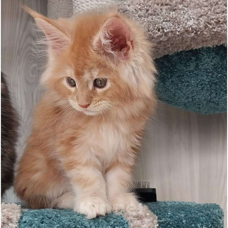 Кошки в Волгограде: Котята мейн-кун Девочка, 35 000 руб. - фото 3
