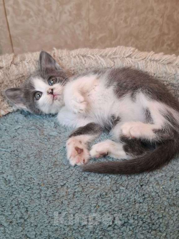 Кошки в Москве: Бело-голубой котенок в добрые руки  Мальчик, Бесплатно - фото 9