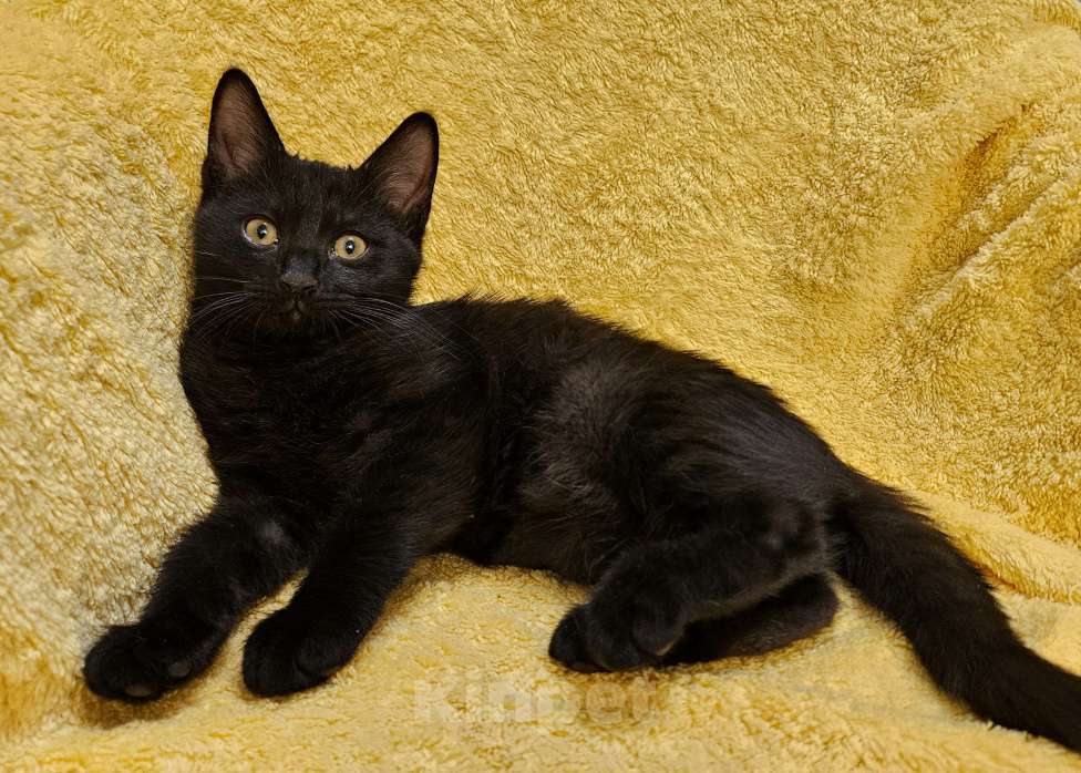 Кошки в Москве: Самый ручной котенок Мускат Мальчик, Бесплатно - фото 1