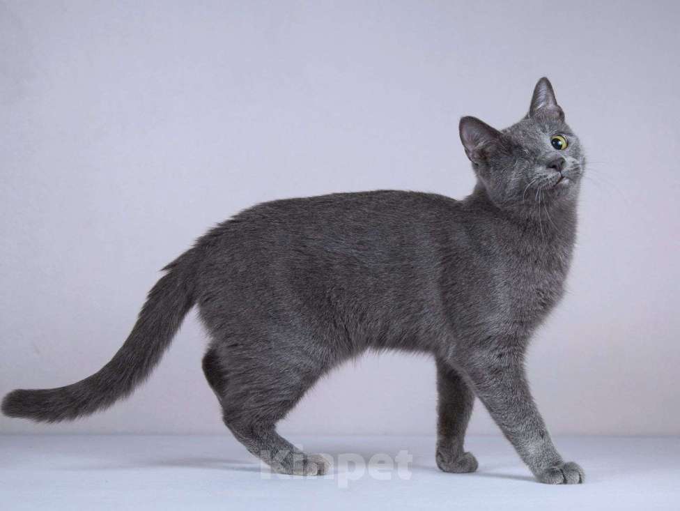 Кошки в Москве: Нежный ласковый котик Лапозай в добрые руки Мальчик, Бесплатно - фото 7