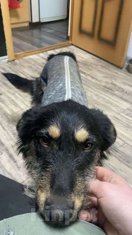 Собаки в Шатуре: Вишня и малинка  Девочка, Бесплатно - фото 6