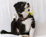 Собаки в Перми: Бордер-колли  Девочка, Бесплатно - фото 2