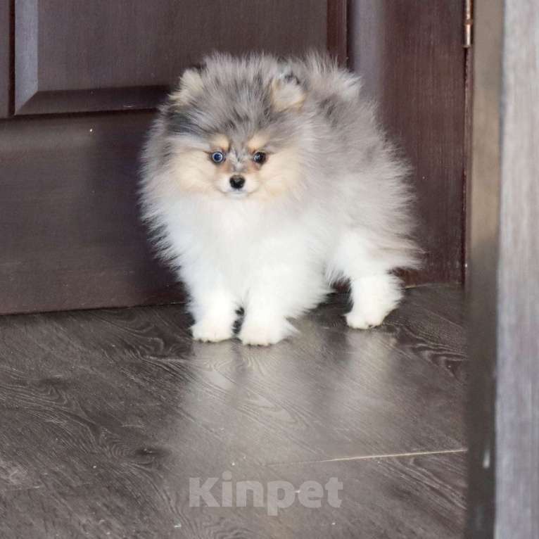 Собаки в Москве: Голубоглазый щенок шпица Мальчик, 55 000 руб. - фото 1