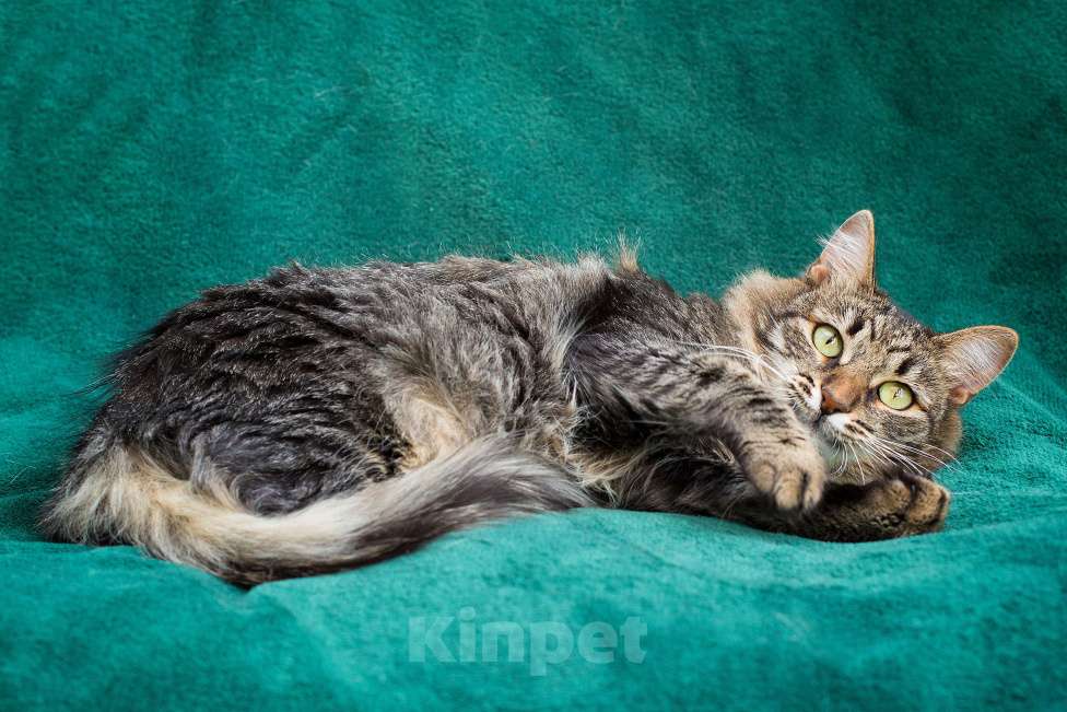 Кошки в Москве: Ищем самую-самую семью Девочка, Бесплатно - фото 3