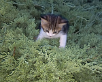 Кошки в Таганроге:  ждут свою семью Мальчик, 1 руб. - фото 3