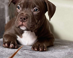 Собаки в Чехове: Щенки Американский Булли Мальчик, 80 000 руб. - фото 2