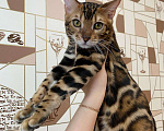 Кошки в Новосибирске: Бенгальские шикарные котята Девочка, 25 000 руб. - фото 6