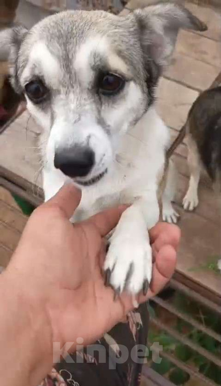 Собаки в Москве: Маленькая Кукла ищет дом и семью Девочка, Бесплатно - фото 2