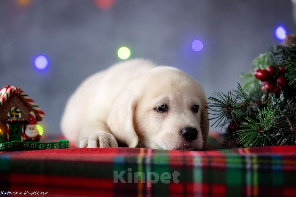 Собаки в Москве: Щенок лабрадора  Мальчик, 80 000 руб. - фото 5