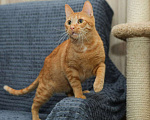 Кошки в Санкт-Петербурге: Рыжий котик Крашик ищет семью Мальчик, Бесплатно - фото 4