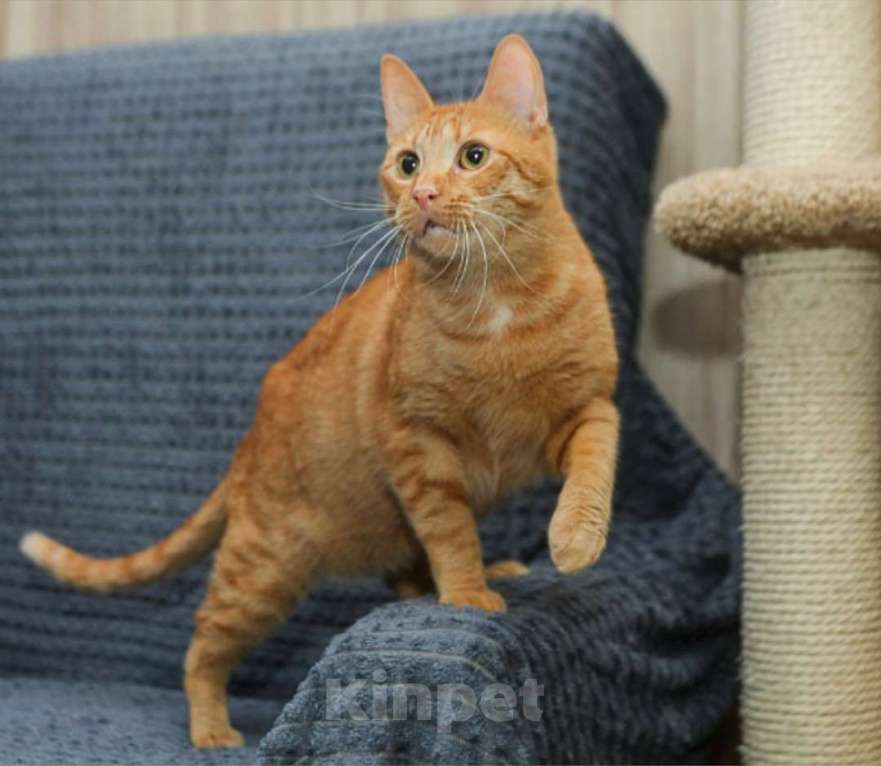 Кошки в Санкт-Петербурге: Рыжий котик Крашик ищет семью Мальчик, Бесплатно - фото 4