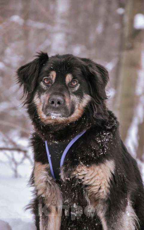 Собаки в Москве: Лури ищет дом Девочка, Бесплатно - фото 4