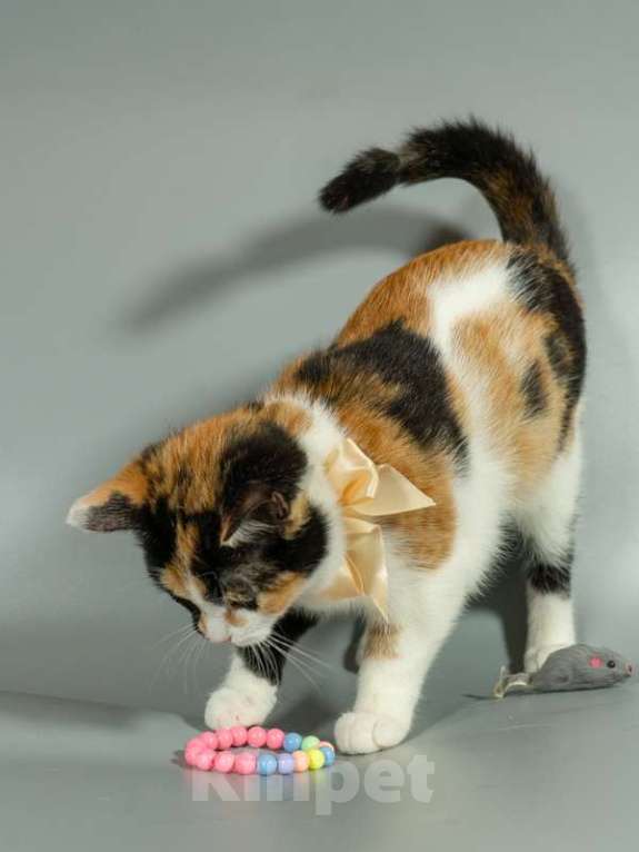 Кошки в Москве: Малышка Афина очень хочет домой Девочка, Бесплатно - фото 7