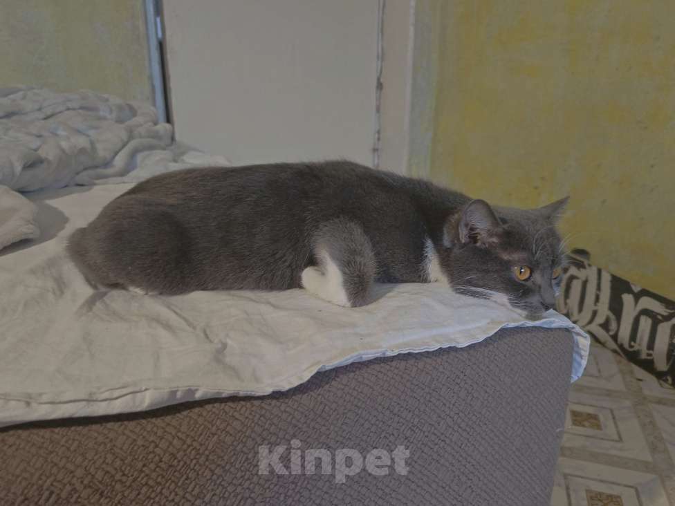 Кошки в Оренбурге: Отдам кошку Девочка, Бесплатно - фото 7