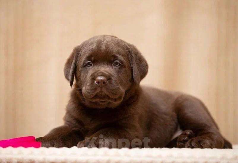 Собаки в Москве: Щенок Лабрадора-Ретривера в шоколадном окрасе Девочка, 100 000 руб. - фото 2