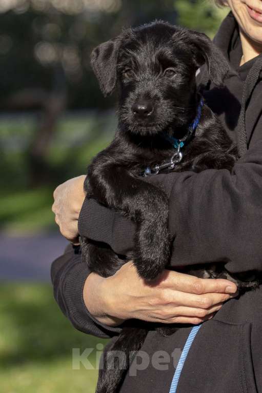 Собаки в Санкт-Петербурге: Щенок Сука ризеншнауцера. Девочка, 65 000 руб. - фото 4