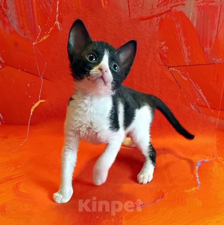 Кошки в Москве: котята рекс Мальчик, Бесплатно - фото 3