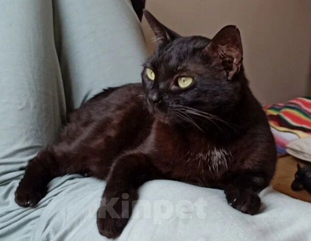 Кошки в Санкт-Петербурге: Потерялась кошка!! Девочка, 2 000 руб. - фото 1