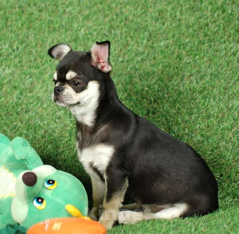 Собаки в Москве: Мальчик чихуахуа Мальчик, 14 000 руб. - фото 1