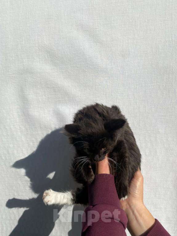 Кошки в других городах Московской области: Пух Мальчик, Бесплатно - фото 5