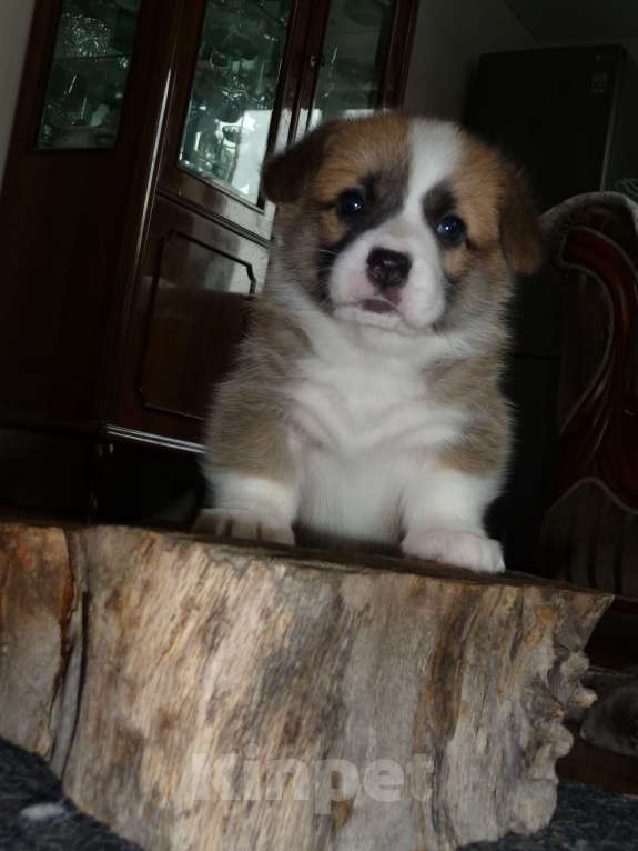 Собаки в других городах Краснодарского края: Вельш Корги Пемброк, щенок 1 Девочка, Бесплатно - фото 7