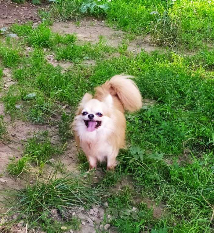 Собаки в Московском: красивый чихуахуа дш кобель чемпион для вязки Москва Мальчик, 10 000 руб. - фото 4