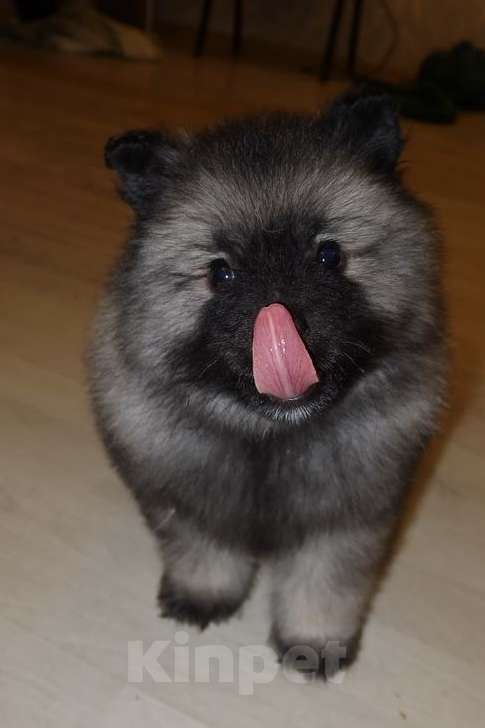 Собаки в Москве: Орион Звездный Из Воронцовского Дворца  Мальчик, 100 000 руб. - фото 2