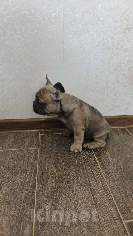Собаки в Белореченске: Французский бульдог Мальчик, Бесплатно - фото 7