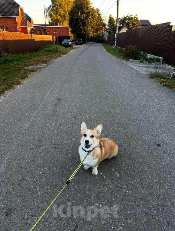 Собаки в Ногинске: Потерялась собака!!! Девочка, 30 000 руб. - фото 2
