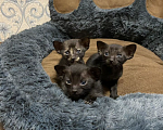 Кошки в Новосибирске: Ориентальные котята Девочка, 20 000 руб. - фото 7