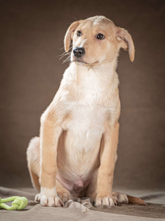 Собаки в Клине: Марли — верный и преданный друг, который готов вручить вам своё сердце и следовать за вами по пятам Мальчик, Бесплатно - фото 5