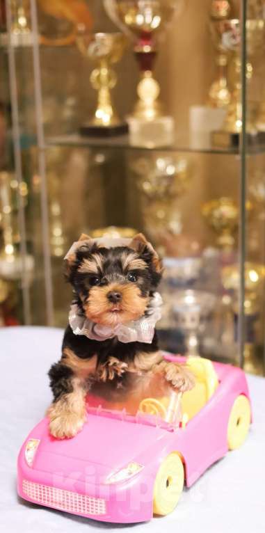 Собаки в Санкт-Петербурге: Щенок Йоркширского терьера, мальчик  Мальчик, 45 000 руб. - фото 4