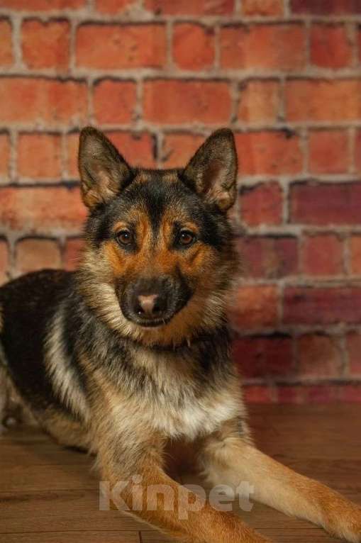 Собаки в Ногинске: Дейзи — дипломат с хвостом! Девочка, Бесплатно - фото 1