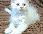 Кошки в Москве: Белый мальчик полидакт жёлтые глаза Мальчик, 40 000 руб. - фото 1