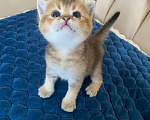Кошки в Костроме: Котята 13.06.2026 г.р. От чистокровных родиьелей,шотландская золотая шиншилла Мальчик, 12 000 руб. - фото 3