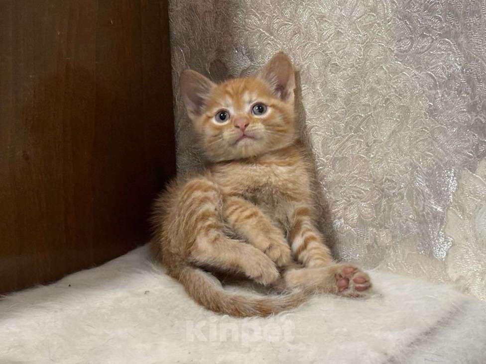 Кошки в Москве: Рыжие мальчишки. Котята 1,5 мес. в добрые руки. Мальчик, Бесплатно - фото 1