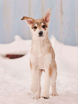 Анри якутенок