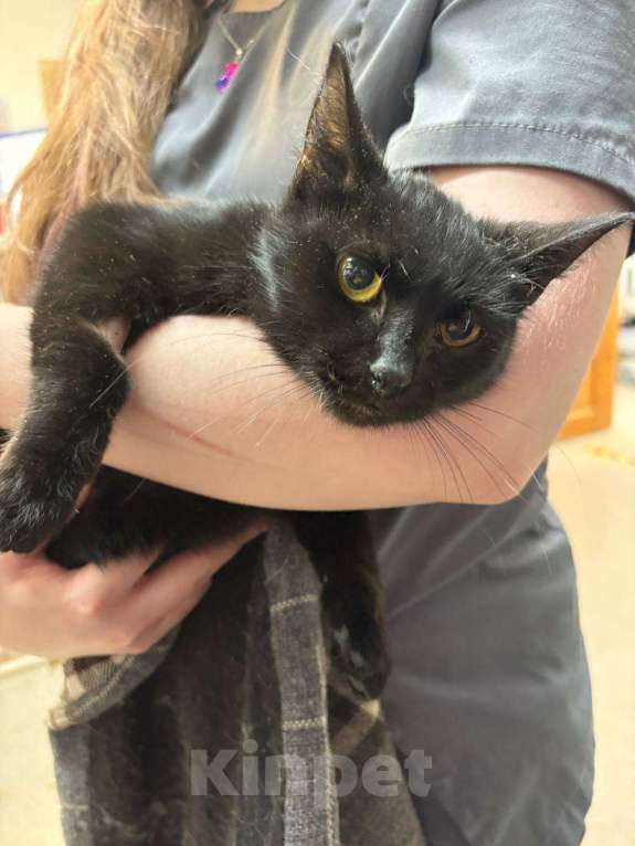 Кошки в Москве: Молоденькая кошечка ищет дом Девочка, Бесплатно - фото 2