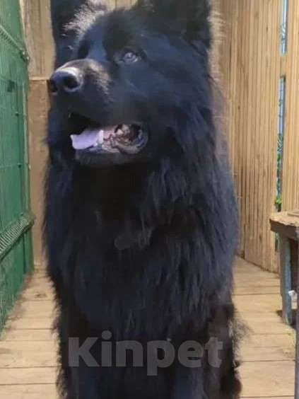 Собаки в Москве: Девочка немецкой овчарки чёрная Девочка, 25 000 руб. - фото 3