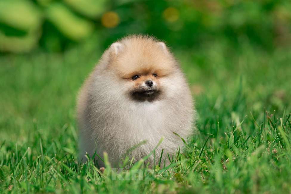 Собаки в Санкт-Петербурге: Марлекс Кларк Кент Мальчик, 75 000 руб. - фото 9