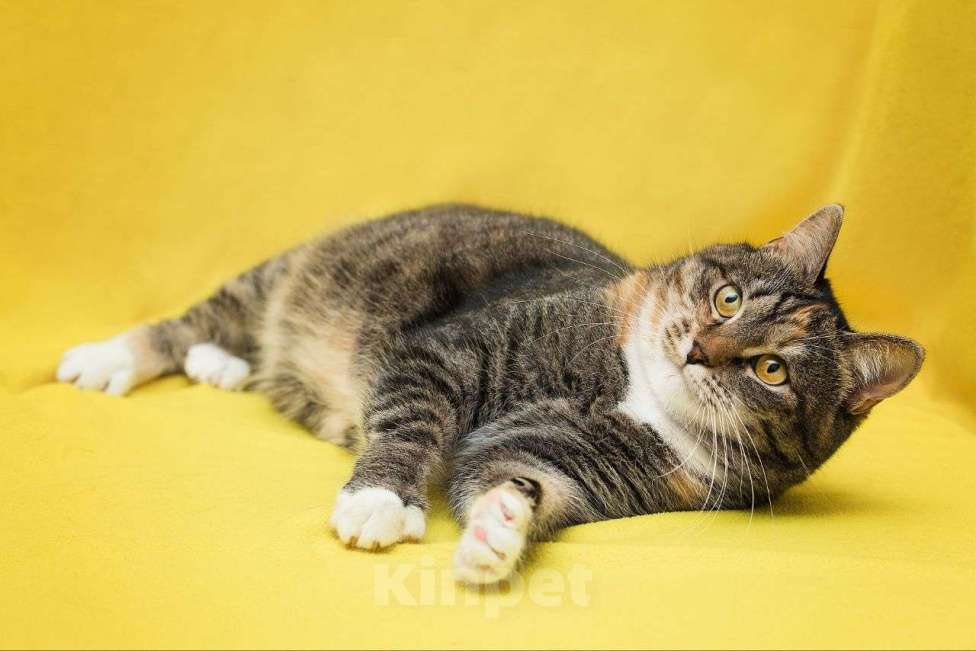 Кошки в Москве: Прошел год 💔 Антилопу так никто и не заметил  И на знакомство к ней никто не приходил... Девочка, Бесплатно - фото 2