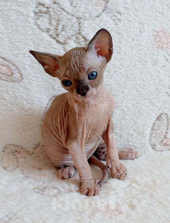 Кошки в Санкт-Петербурге: Котята канадского сфинкса Девочка, Бесплатно - фото 1
