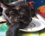 Кошки в Костерево: Кошечка 7 месяцев  Девочка, Бесплатно - фото 3