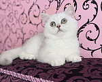 Кошки в Санкт-Петербурге: Серебристо-затушеванная красивая кошка  Девочка, 15 000 руб. - фото 1