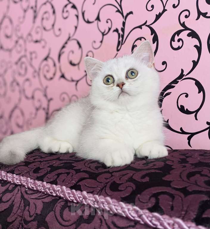 Кошки в Санкт-Петербурге: Серебристо-затушеванная красивая кошка  Девочка, 15 000 руб. - фото 1