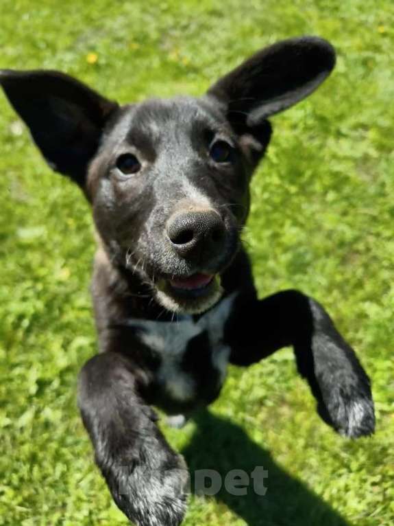 Собаки в Санкт-Петербурге: Маленькая красавица Мила ищет дом Девочка, Бесплатно - фото 4