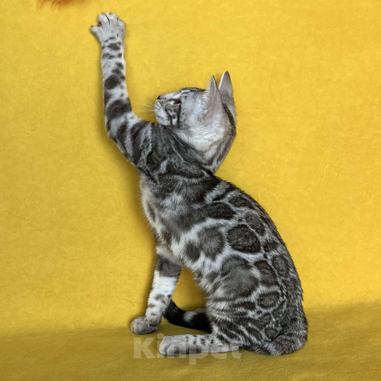 Кошки в Москве: Яркая девочка бенгальской породы Девочка, Бесплатно - фото 2