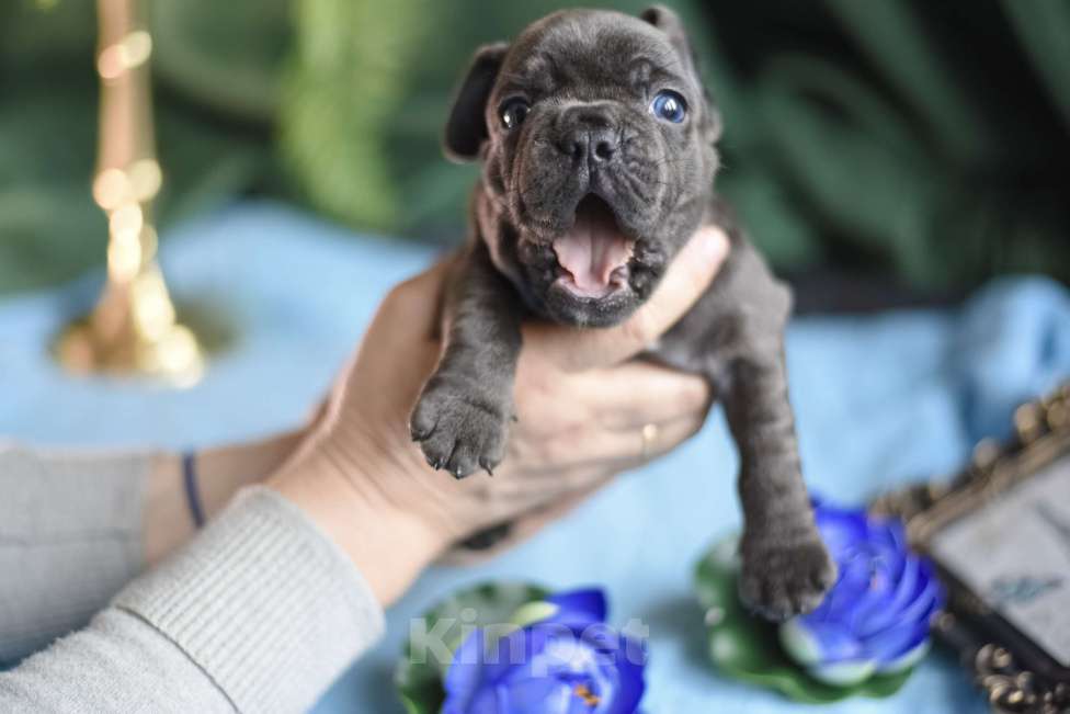 Собаки в Москве: мальчик голубой без подпала Мальчик, 65 000 руб. - фото 5